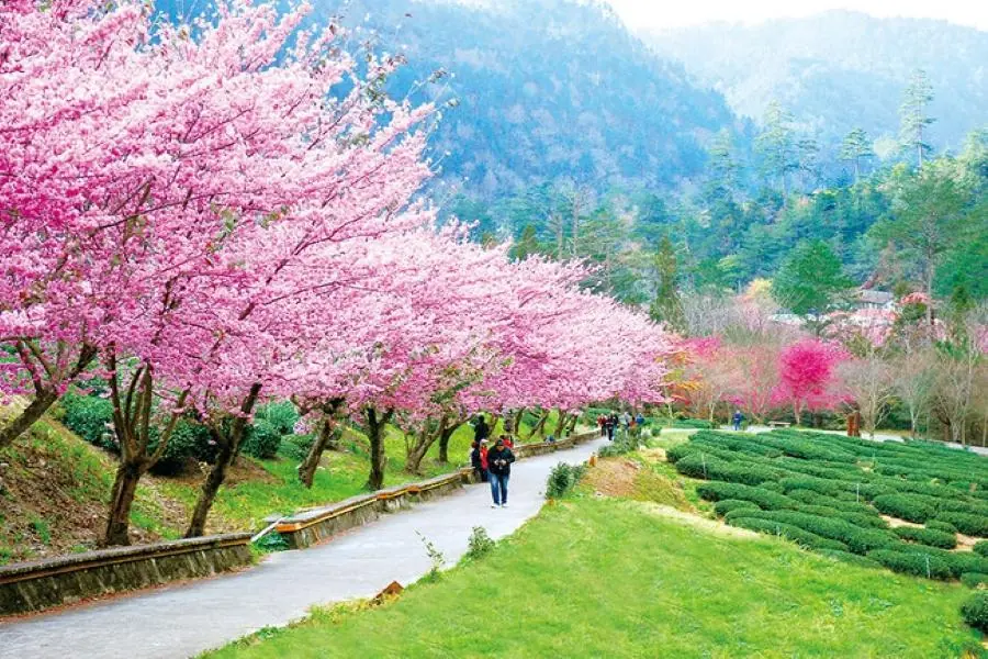 福壽山農場櫻花步道