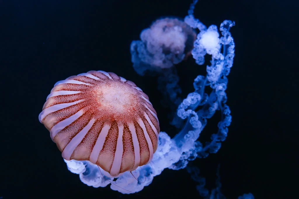 台中海洋館-水母幻境-1